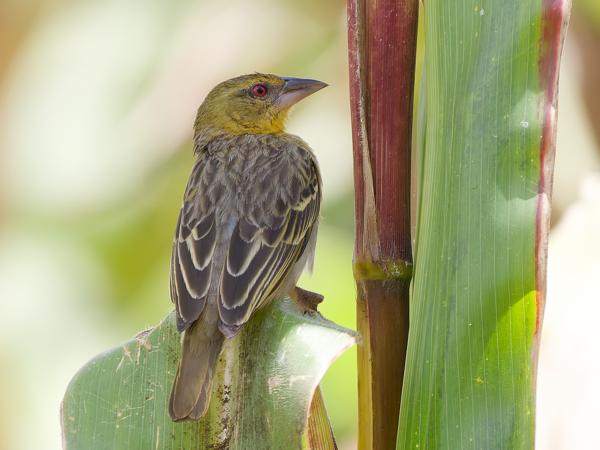<h3><a href="/trips/tanzania/biota/animalia/chordata/aves/040 passeriformes/114 ploceidae/ploceus vitellinus/ploceus vitellinus-nl.html">Ploceus&nbsp;vitellinus</a> / Vitelline&nbsp;masked&nbsp;weaver / Dottergele&nbsp;wever</h3>OM-1 Mark II met OLYMPUS M.150-400mm F4.5, 1/2000 sec  bij F4.5, ISO 1250, afstand 9.84&nbsp;m